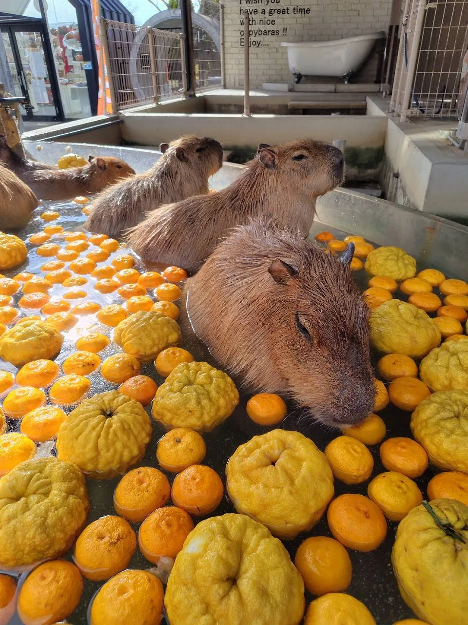 姫路セントラルパーク カピバラゆず湯 まで 冬至のイメージ画像