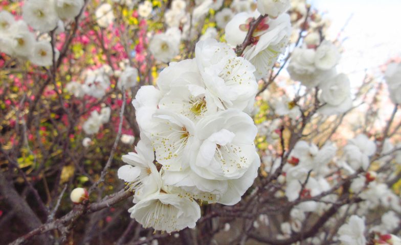 須磨離宮公園 梅見会2026！神戸で早春の梅を楽しむのイメージ画像