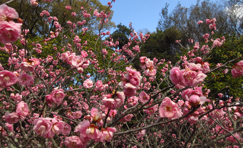 須磨離宮公園 梅見会2026！神戸で早春の梅を楽しむのイメージ画像