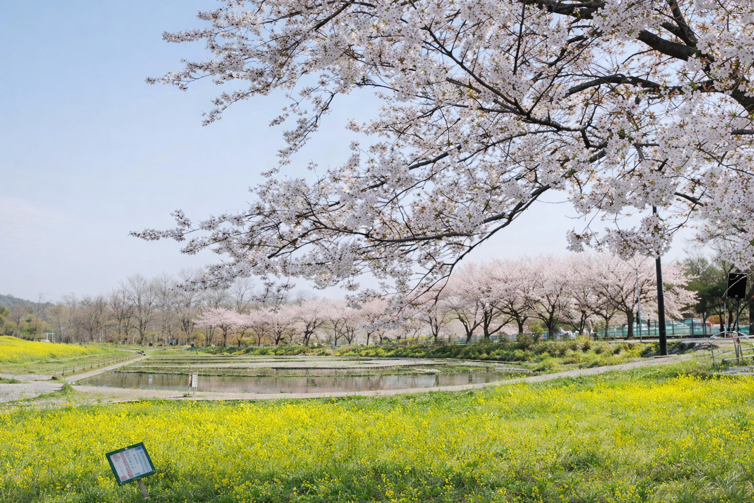 神戸の桜開花予想2026！ウェザーマップ発表、お花見時期はいつ？のイメージ画像