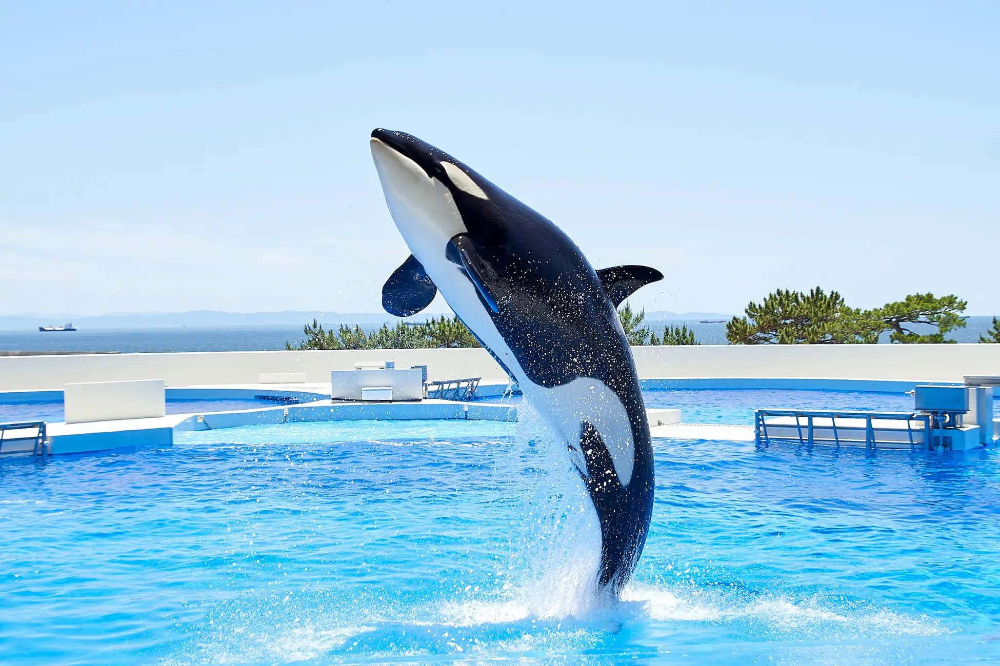 神戸須磨シーワールド×松蔭高校、2/11エコイベント開催！海洋問題を学ぼうのイメージ画像