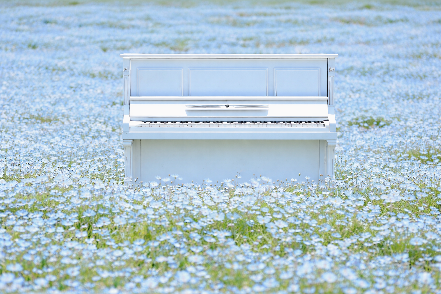 神戸アグリパーク ネモフィラの丘2026 100万輪の青い絶景、4/18〜5/17のイメージ画像