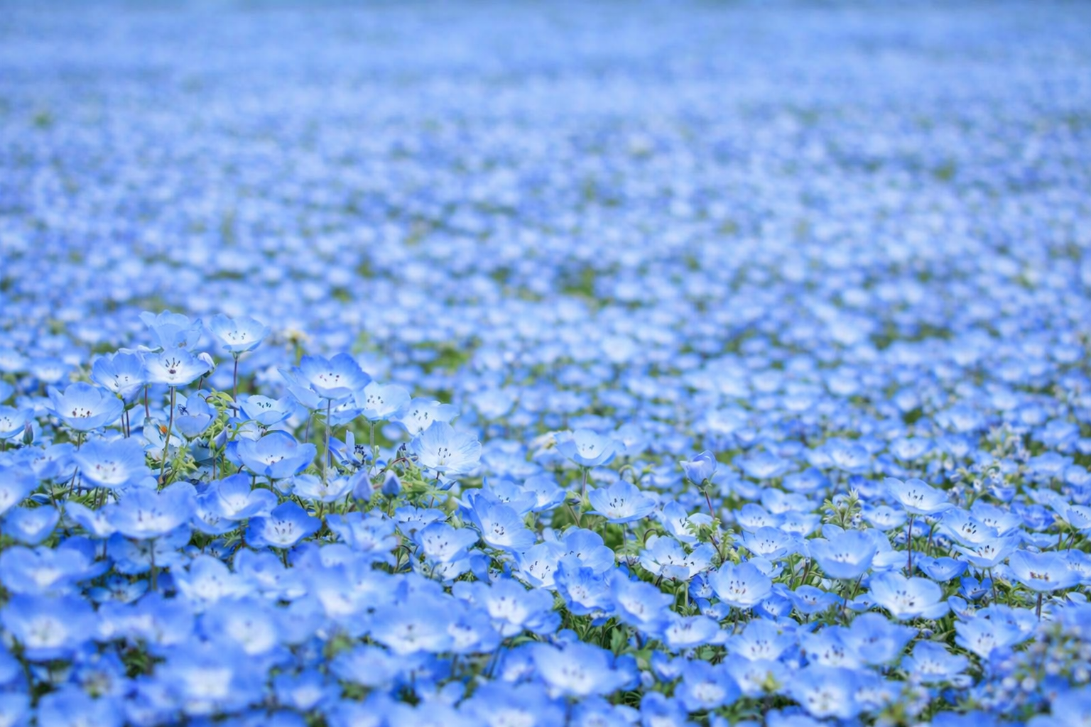 神戸アグリパーク ネモフィラの丘2026 100万輪の青い絶景、4/18〜5/17のイメージ画像