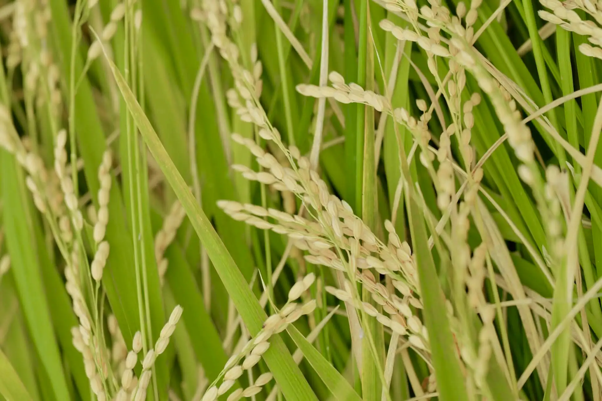 木市休耕田で山田錦×稗 SAKE「800米〈心拍〉」2/24発売のイメージ画像